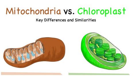 Compare and Contrast: Chloroplasts and Mitochondria | Owlcation