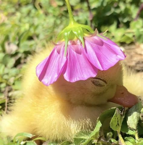 baby duck with flower hat | Baby ducks, Cute little animals, Baby animals