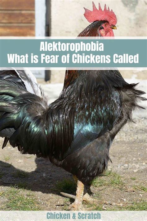 Alektorophobia: How to Cope With the Fear of Chickens？