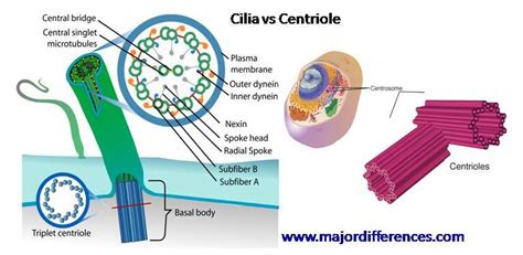 How Do Centrioles And Cilia Work Together The 8 Latest Answer - Riset