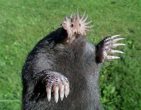 Star nosed mole - Alchetron, The Free Social Encyclopedia