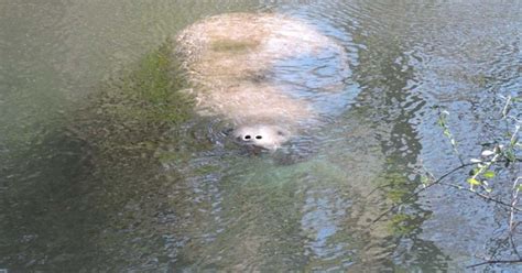 Go slow, look out below when on the water this Manatee Awareness Month ...