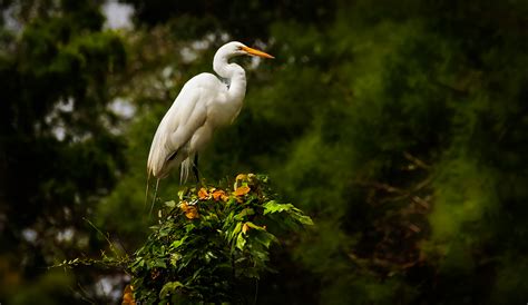 Some Everglades Birds on Behance