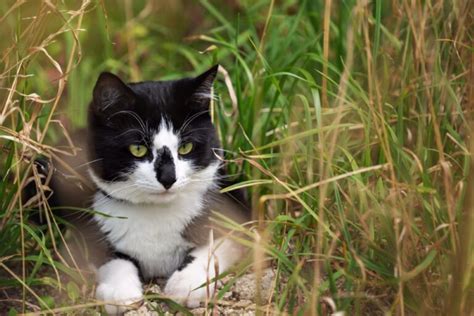 What Breed Is Your Tuxedo Cat? 8 Most Common Breeds