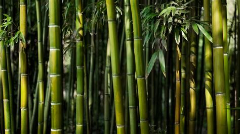 Bamboo Tree Wallpapers - Wallpaper Cave