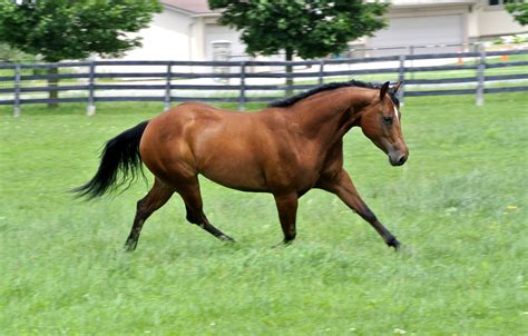 Derby Aged Mare for Sale | Epis Performance Horse | Ontario Canada