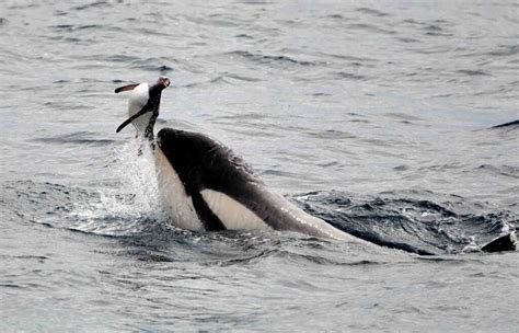 Killer Whale (Orcinus orca) - Wildlife Explained