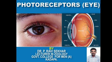 Photoreceptors - Eyes by Dr. P. Ravi Sekhar - YouTube