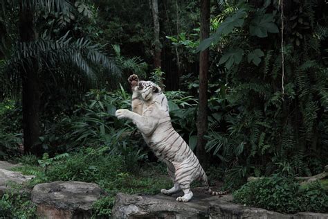 DPP_6150 | white tiger feeding in Singapore Zoo | dbms | Flickr