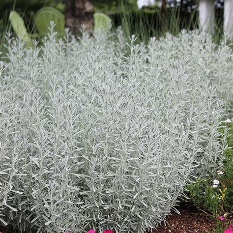 The 12 Best Silver Plants for Your Yard | Silver plant, Moon garden ...