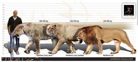 Size comparison between a man, two prehistoric lions—the American lion ...