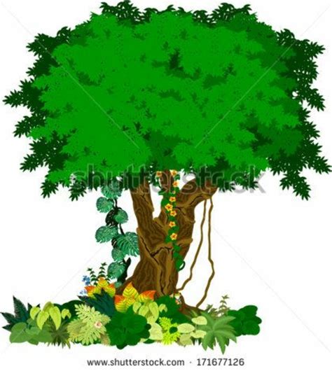 Download High Quality clipart tree rainforest Transparent PNG Images ...