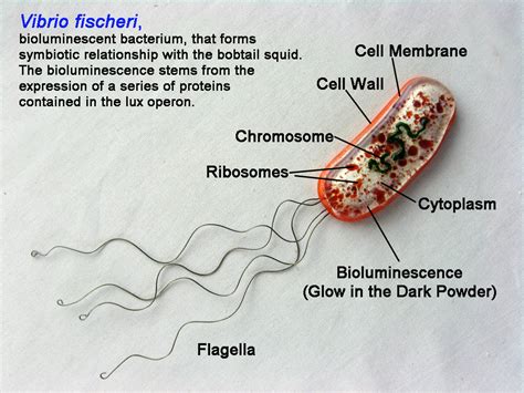 Vibrio fischeri, by trilobiteglassworks on DeviantArt