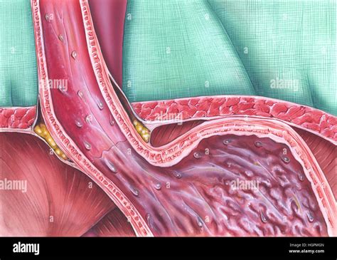 Pyloric sphincter hi-res stock photography and images - Alamy