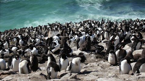 WATCH: Bird Films Penguin Colony