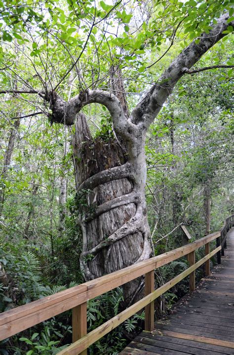 Big Cypress Bend Boardwalk | Florida Photo Spot - PIXEO