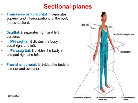 PPT - ANATOMICAL REGIONS, DIRECTIONS, BODY CAVITIES. THE CELL ...