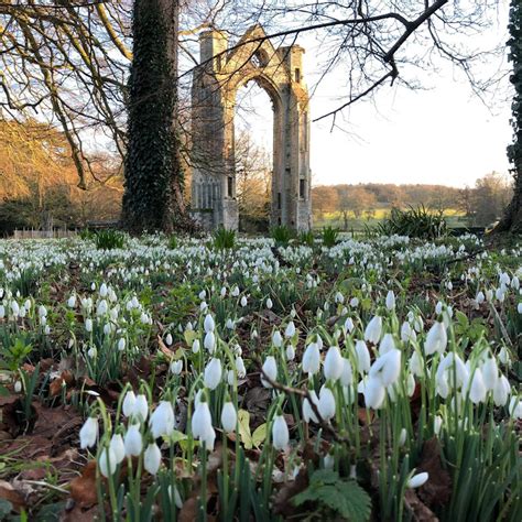 Snowdrop Walks | 26 January 2019 to 3 March 2019 | Walsingham Abbey & The Shirehall Museum ...