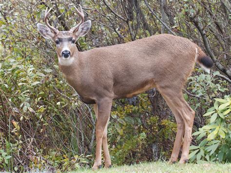 Tips and Tricks for Hunting Black-Tail Deer | Sweeney Feeders