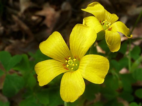 Oxalidaceae : Oxalis grandis - Great Yellow Wood Sorrel fl… | Flickr