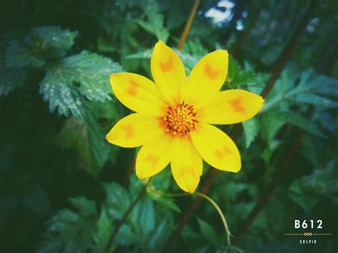 Adey Abeba: The Ethiopian New Year Flower