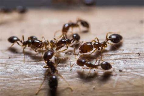 Florida Ant Identification, Control & Treatment | McCall Service