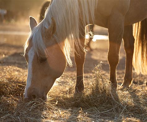 Our Expertise – tagged "Horse Feed Ingredients"