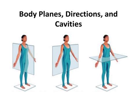 Body Planes Diagram Visual Diagram - Riset