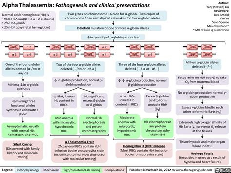 Alpha Thalassemia: Pathogenesis and Clinical Presentations | Calgary Guide