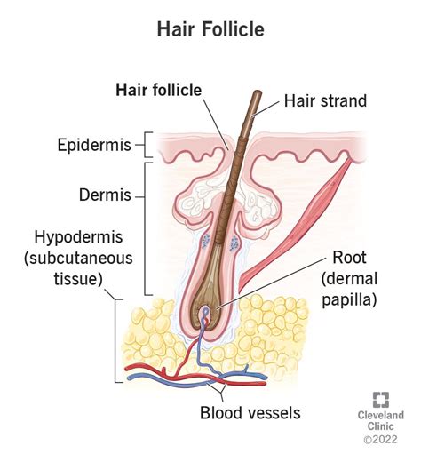 Top 100 image diagram of the hair follicle - Thptnganamst.edu.vn