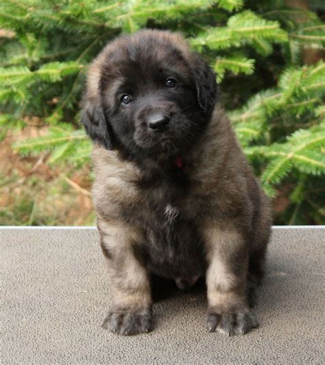 Leonberger puppy!!! | Leonberger dog, Baby dogs, Dog breeds