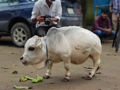 This Lembu is Bangladesh’s national celebrity