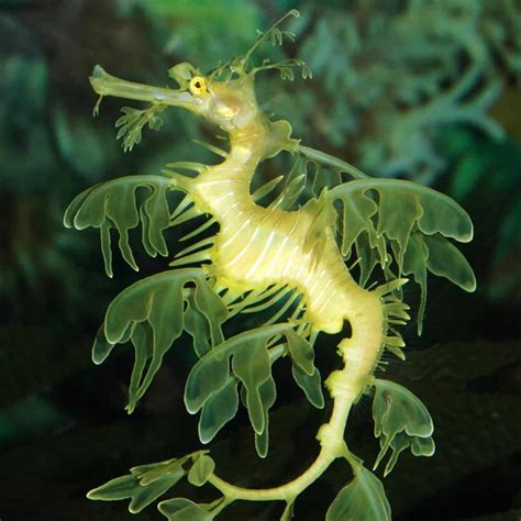 Leafy Sea Dragon