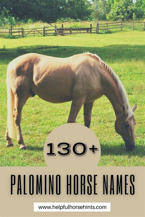 Palomino horse breeds colors and genetics – Artofit