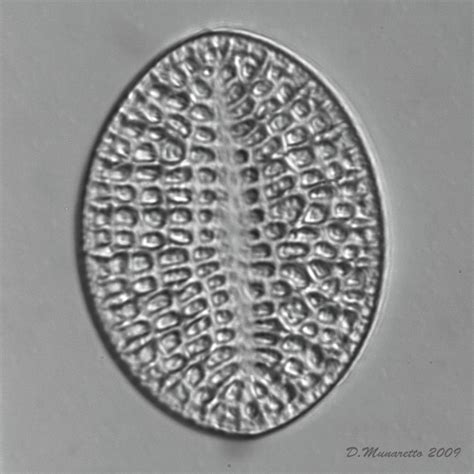 Some Fossil Diatoms of mine - Micro-paleontology - The Fossil Forum