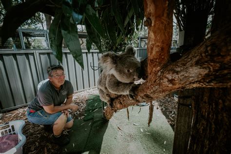 Gallery: Inside the Port Macquarie Koala Hospital