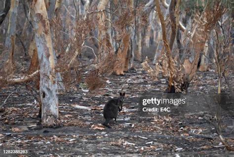 Australian Bushfires Animals Photos and Premium High Res Pictures ...