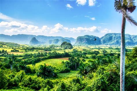 Tropical Nature UNESCO Vinales Stock Image - Image of leaf, landmark: 247342289