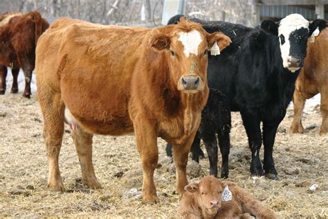 Winter calving season has come to an end - Manitoba Co-operator