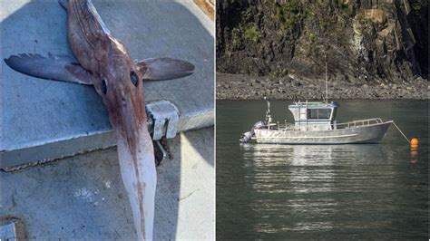 A Canadian Fisherman Caught The Weirdest Fish Ever & It Was Lurking 800 m Deep (PHOTO) - Narcity