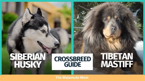 Husky Tibetan Mastiff Mix: Complete Guide With Pictures