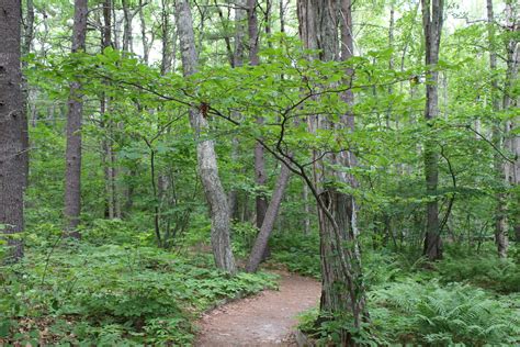 In the Shade: Gardening with Native Plants from the Woodland Understory - Ecological Landscape ...