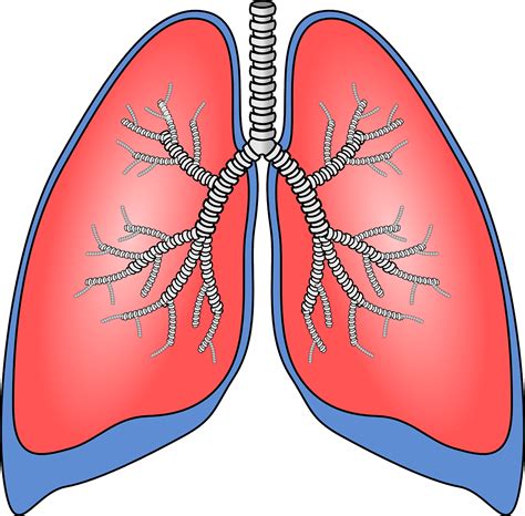 Lungs,organ,anatomy,bronchia,bronchial tubes - free image from needpix.com