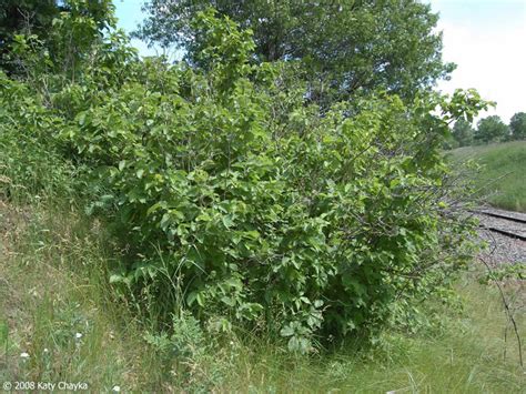 Corylus americana (American Hazelnut): Minnesota Wildflowers