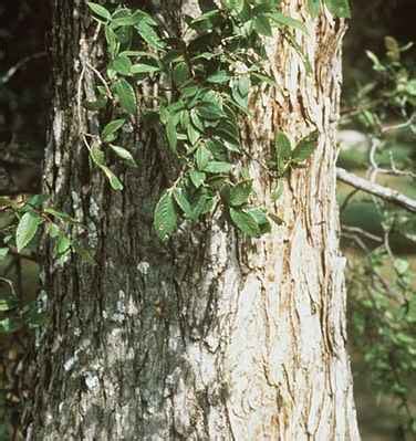 17 Elm Trees: Leaves, Bark, Seeds - Identification Guide (Pictures)