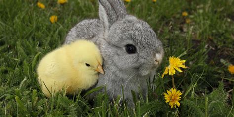 Here's What Can Happen To Those Unwanted Easter Bunnies And Chickens | HuffPost