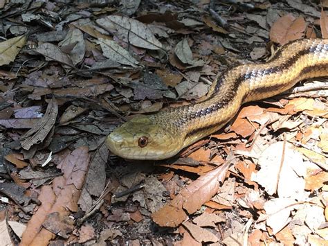 Eastern Ratsnake – Florida Snake ID Guide