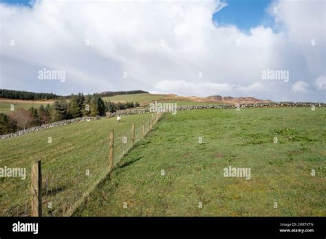 Rural scene with extensive green pastures and farm animals, uninhabited ...