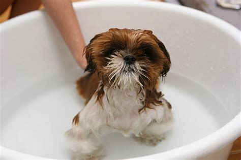 8 Simple Tips To Make Bathing A Shih Tzu Better