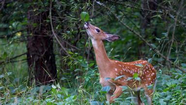 Herbivore Examples: Common Plant-Eating Animals